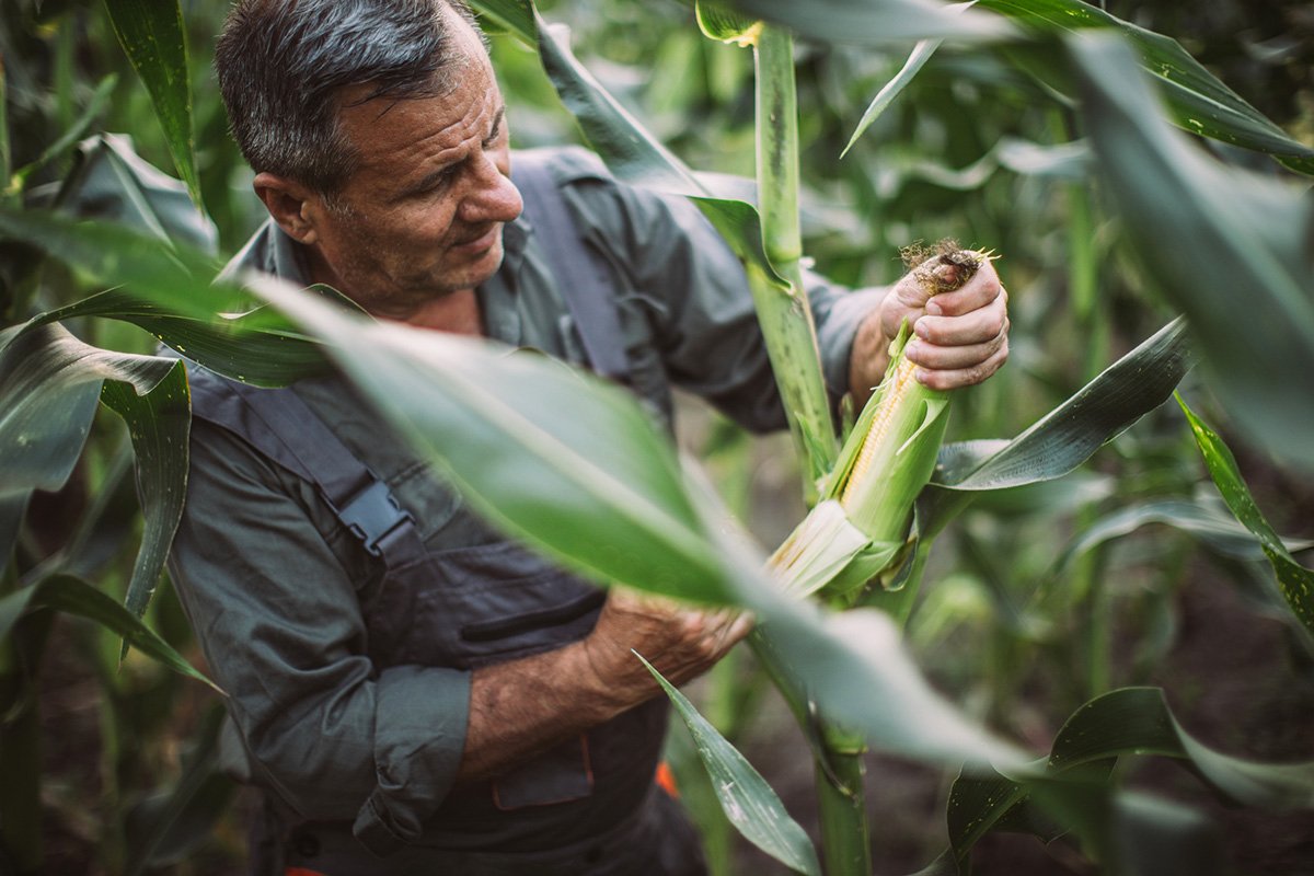 corn farmer